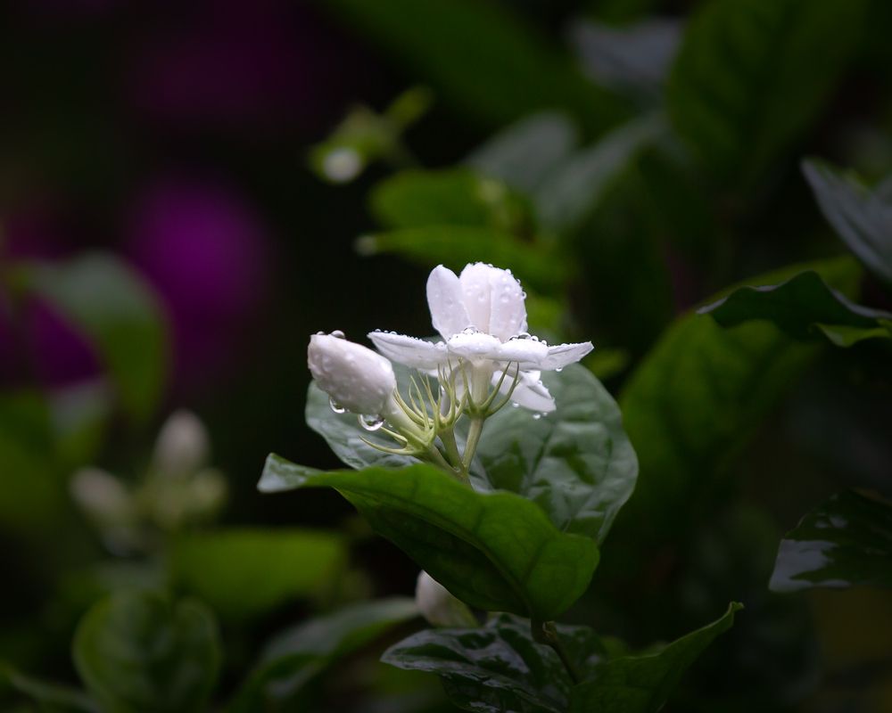 Photograph by Md Matiur Rahman