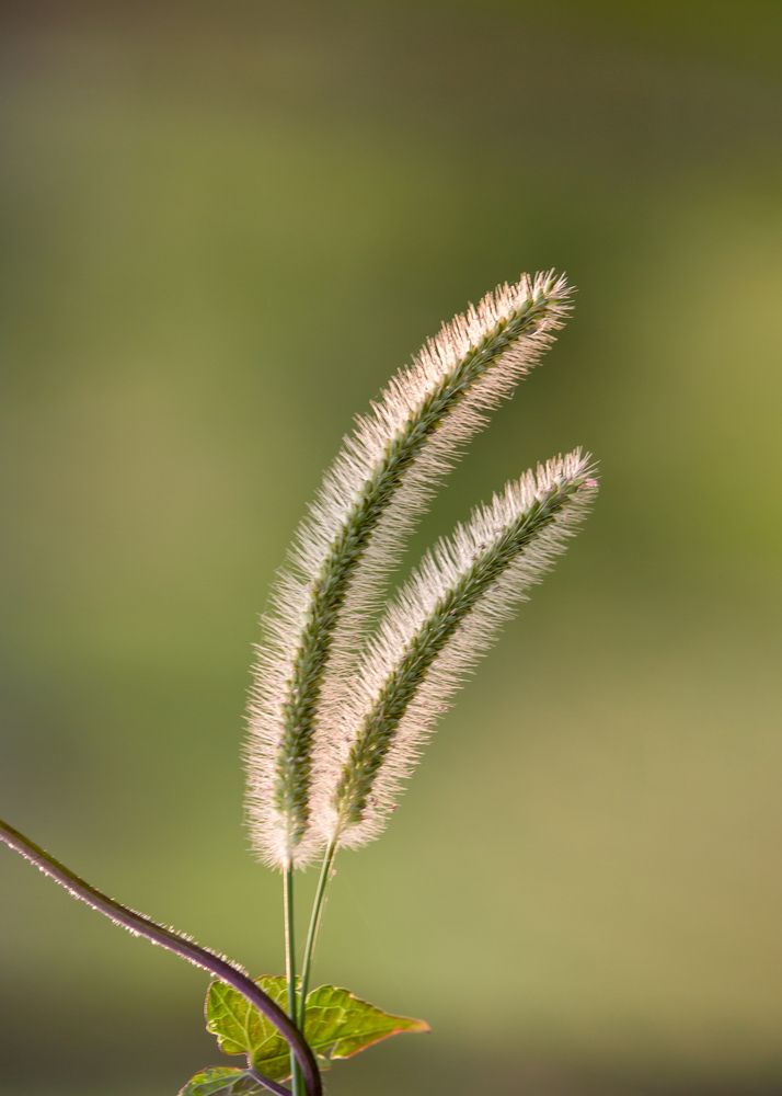 Photograph by Md Matiur Rahman