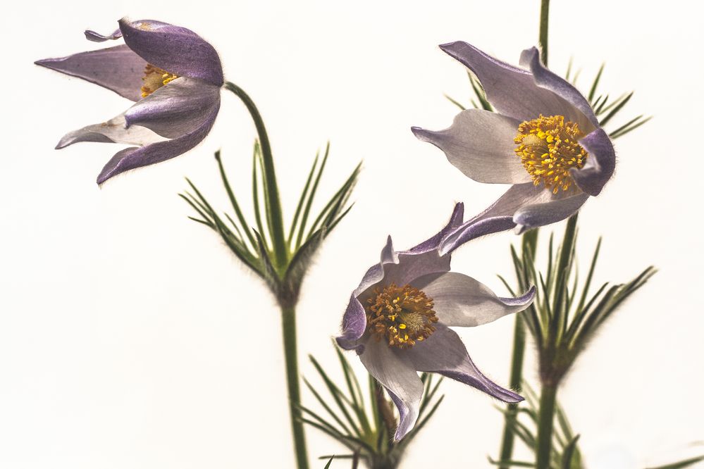 Photograph by Вета Юн