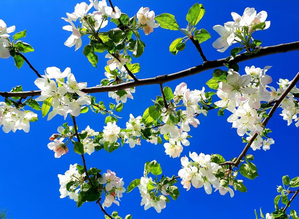 Яблони в цвету.