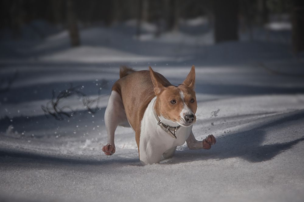 Фотография автора Iurii Butakov