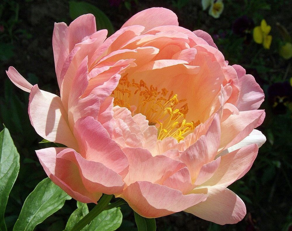 Photograph by Игорь Меньшенин