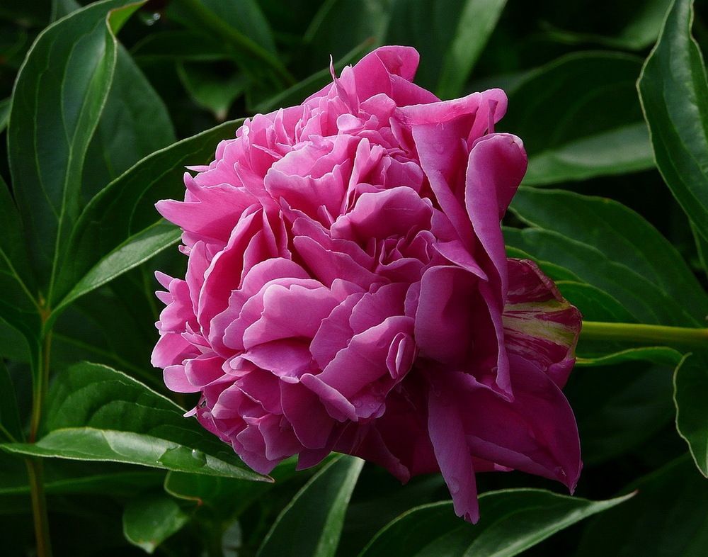 Photograph by Игорь Меньшенин