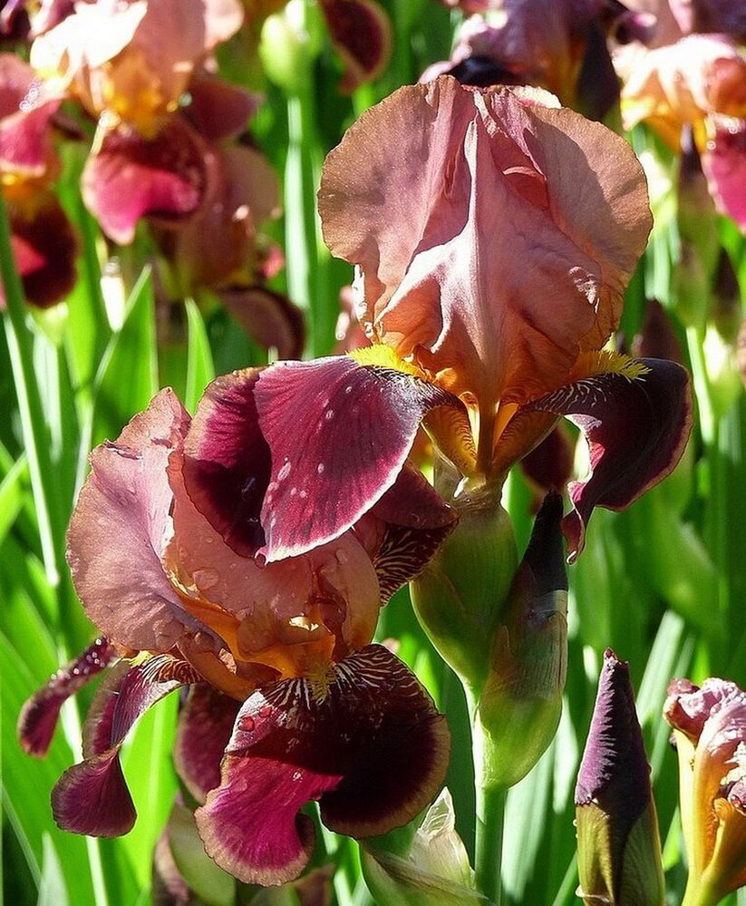 Photograph by Игорь Меньшенин