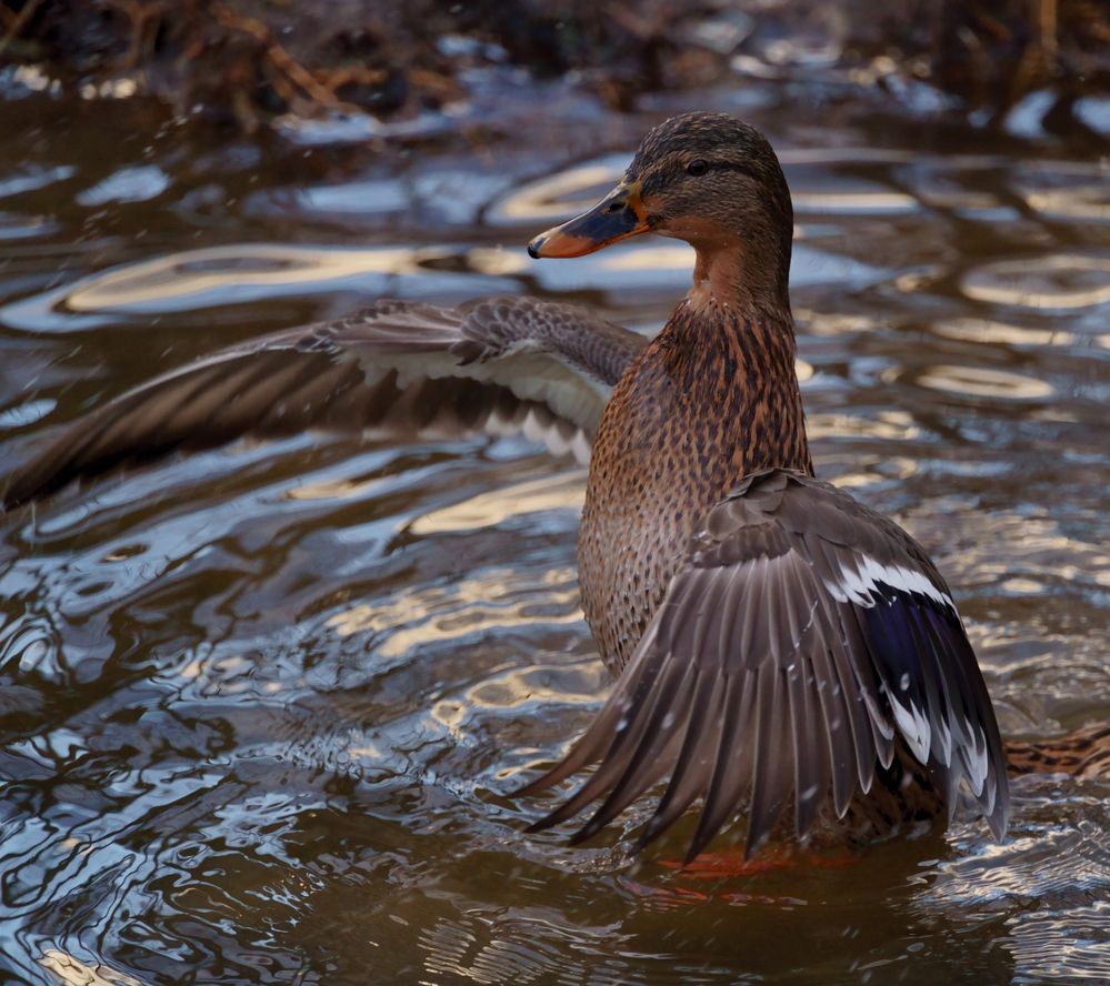 Фотография автора Sergej Roor