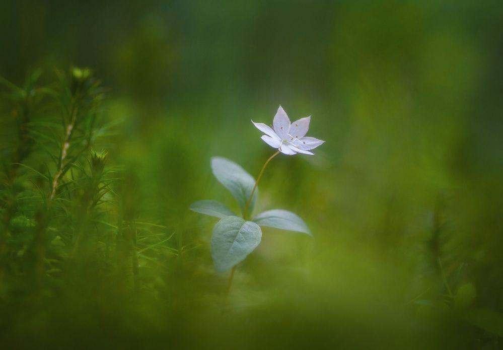 Photograph by Панова Зоя