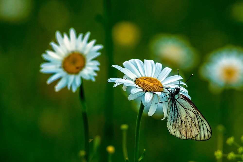 Ромашки и мотылёк. Эжва.