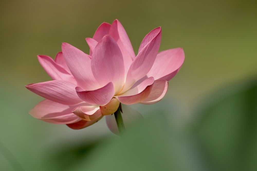 Цветок лотоса