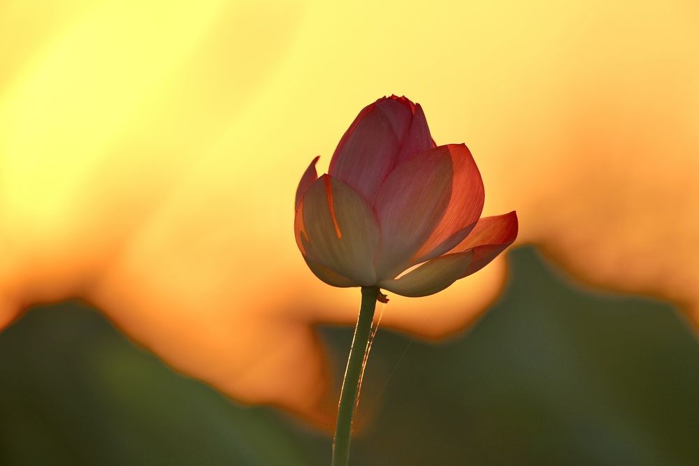 Цветок лотоса на закате