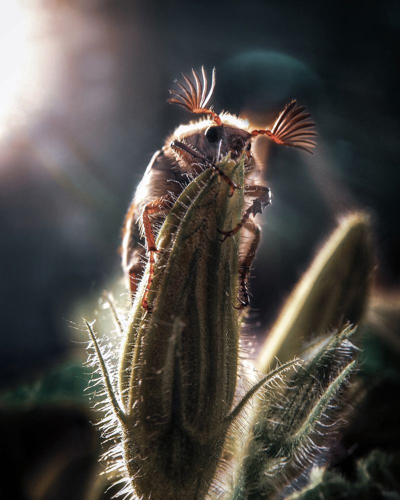 Ночной гость...