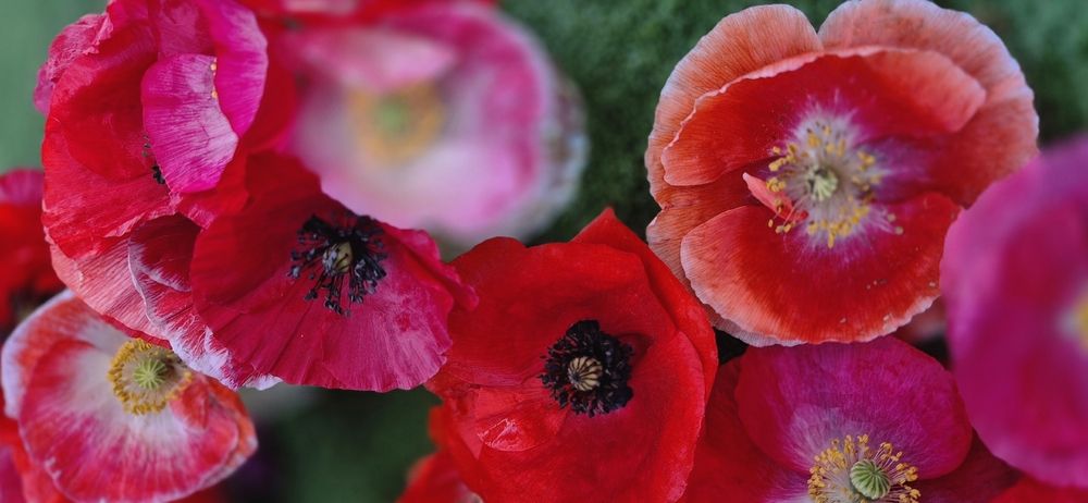 Фотография автора Ольга Мусина