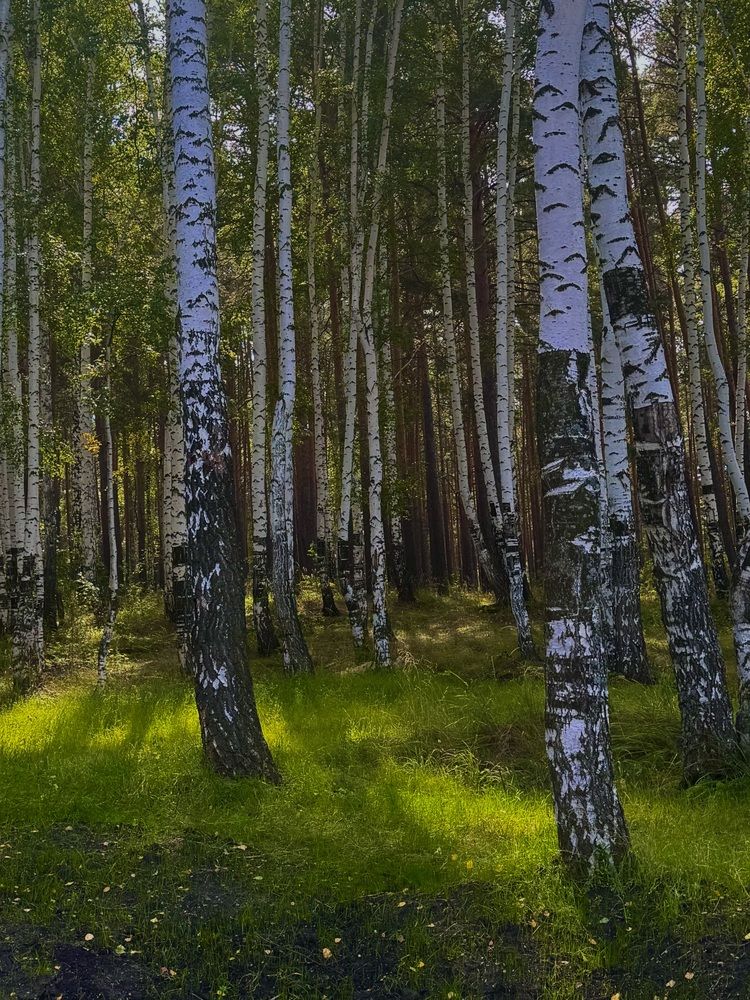 Фотография автора Мария Вершинина