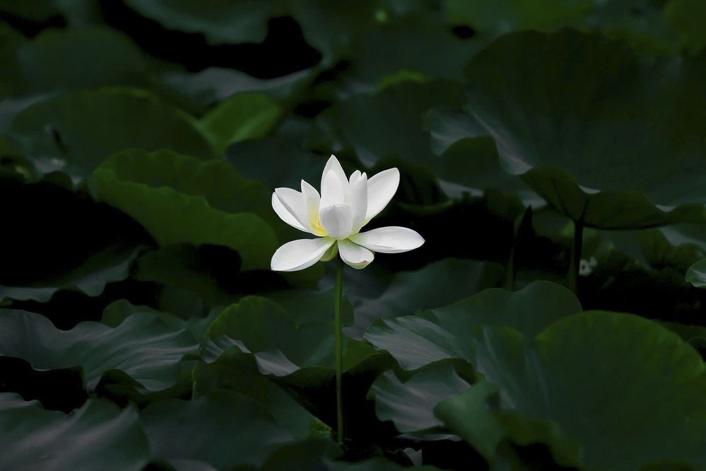 Photograph by Nguyễn Đức Toàn