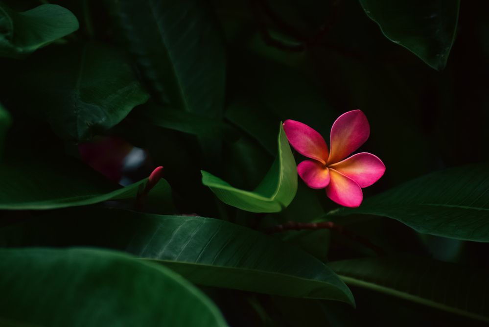 Photograph by Ankan De