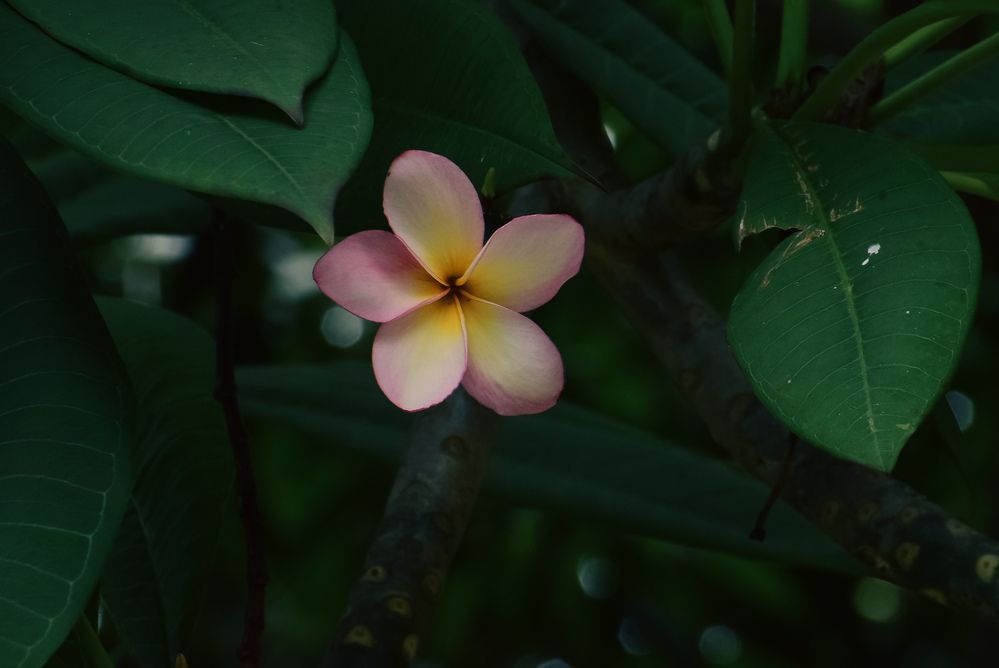 Photograph by Ankan De