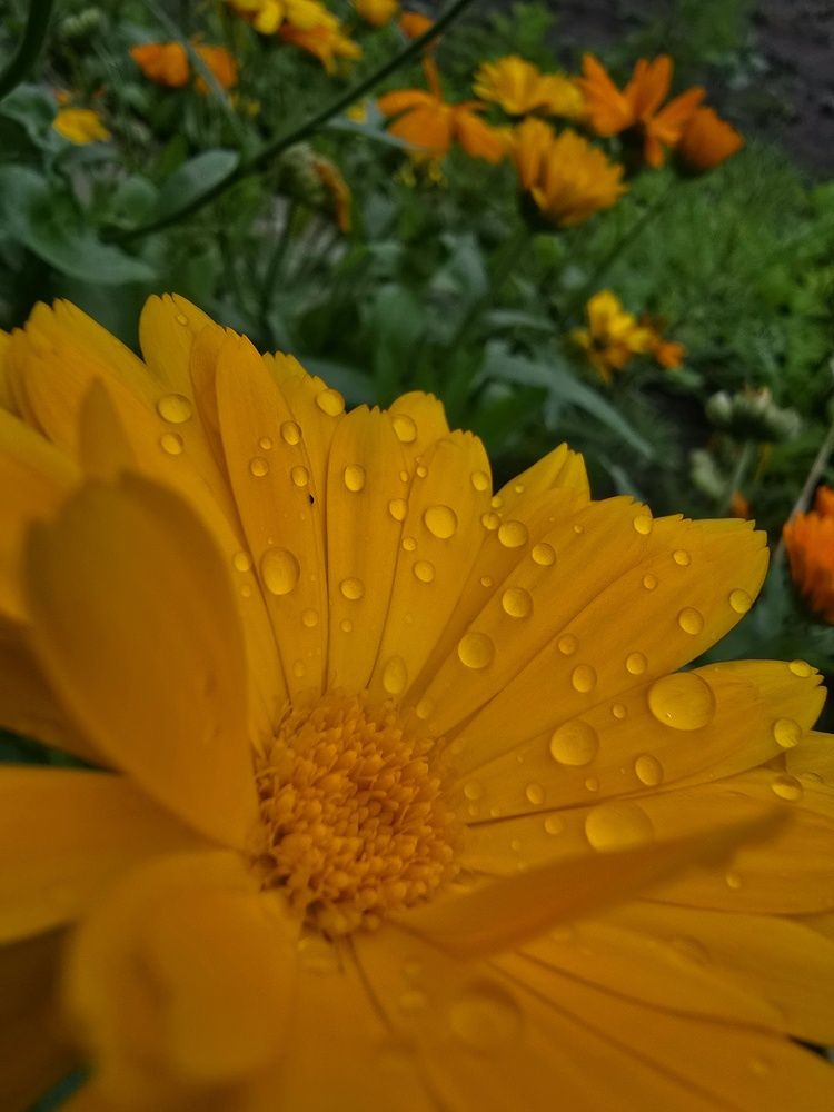 Фотография автора Veronika