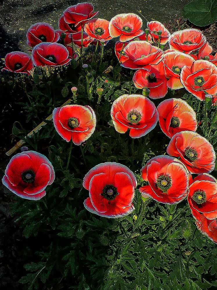 Photograph by Saumi Biswas