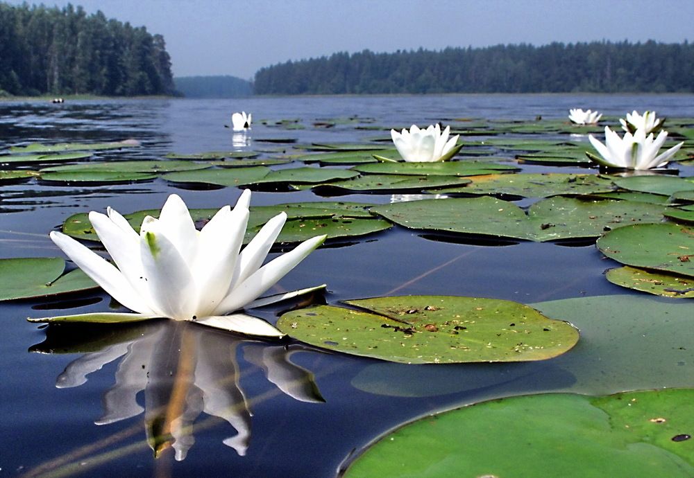 Photograph by Александр Лазебник