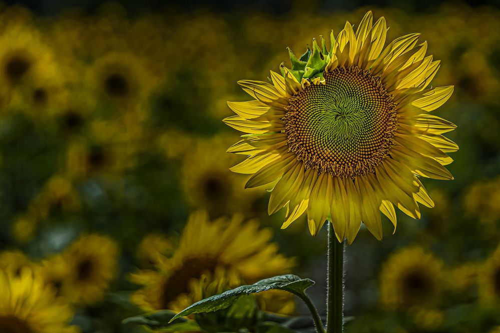 Photograph by Saumi Biswas