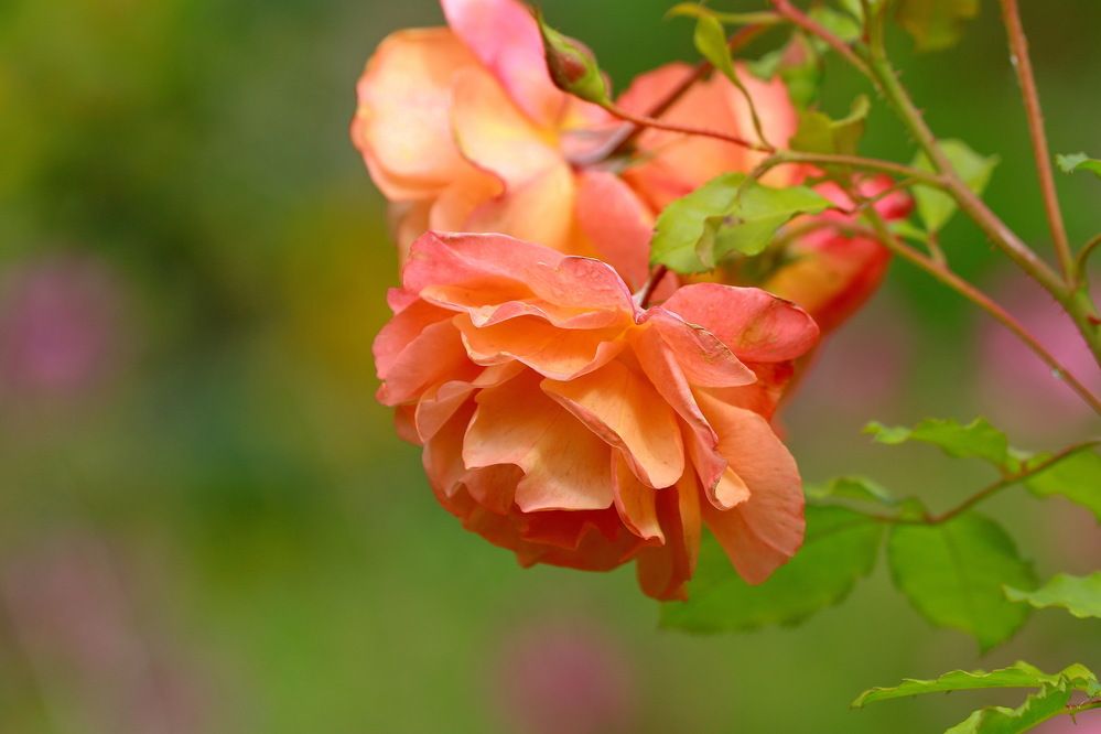 Photograph by Андрей Брагин