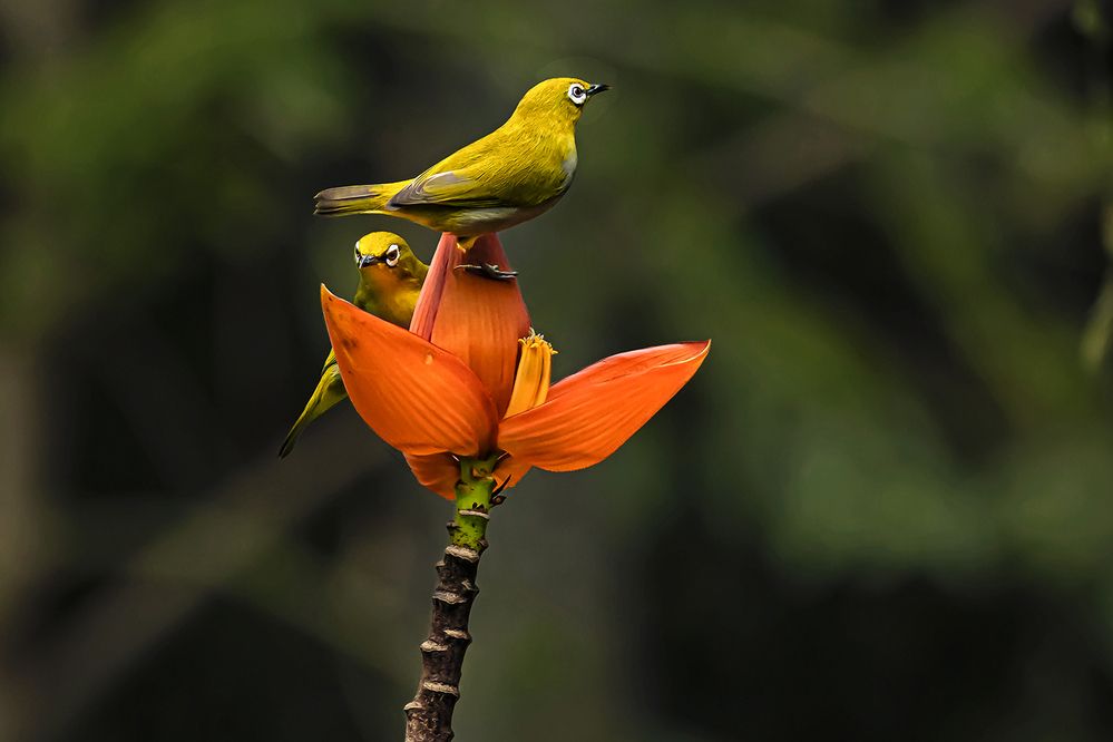 Photograph by Saumi Biswas