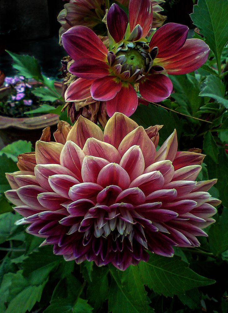 Photograph by Saumi Biswas