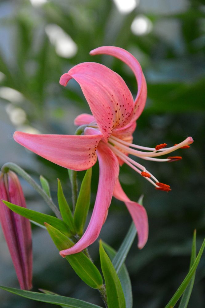 Photograph by OLGA LIZ