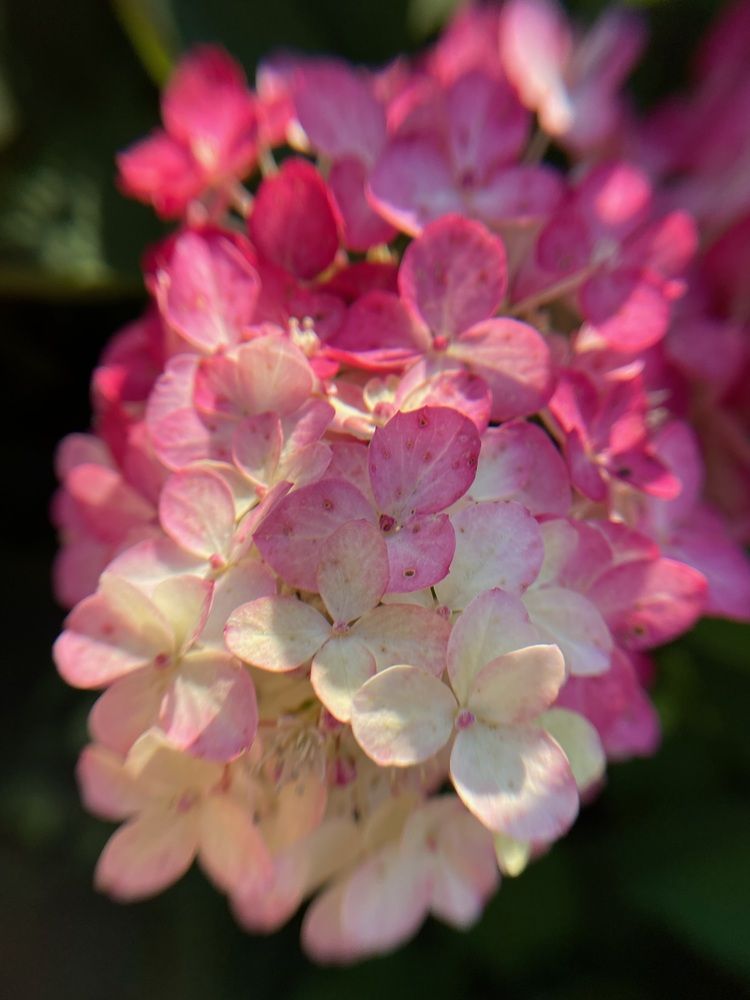 Фотография автора Галина Шиманцова