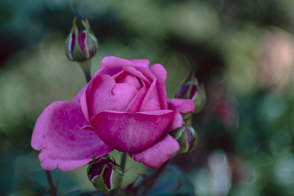 Photograph by Виктор Саврей