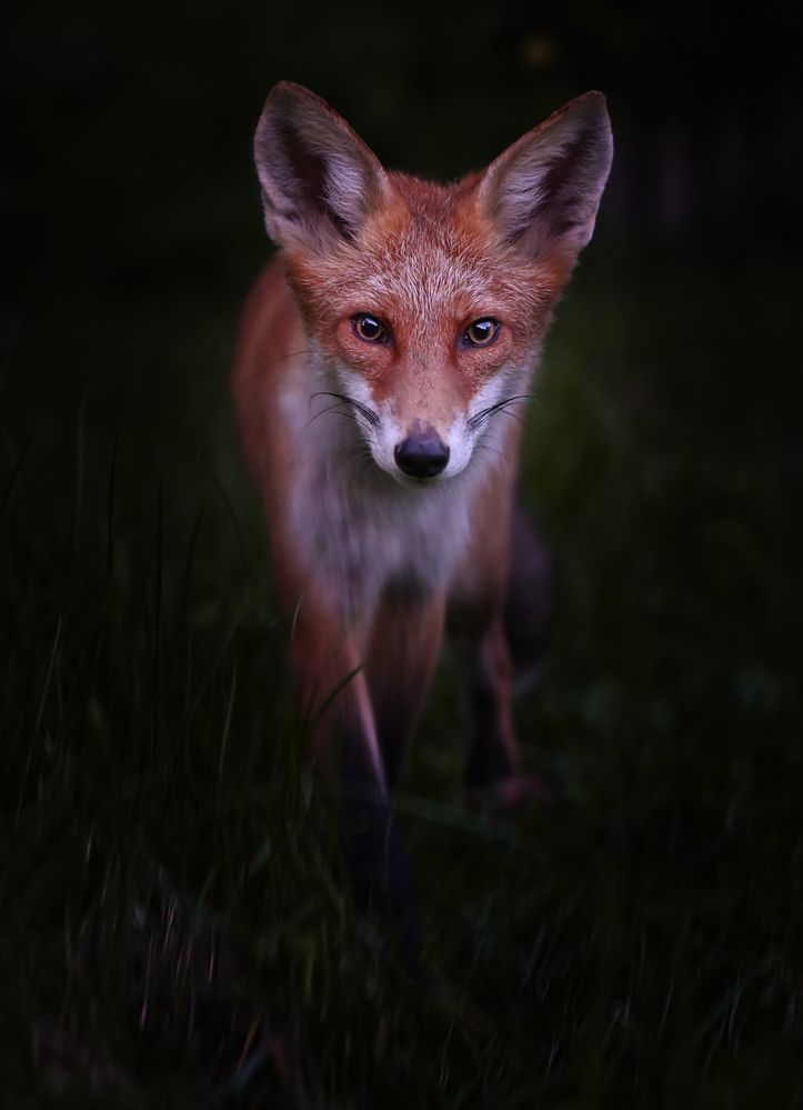 Молодой лис