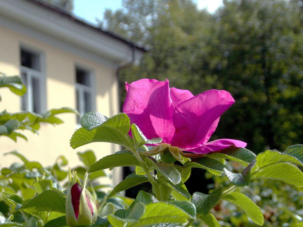 Шиповник  у ДК