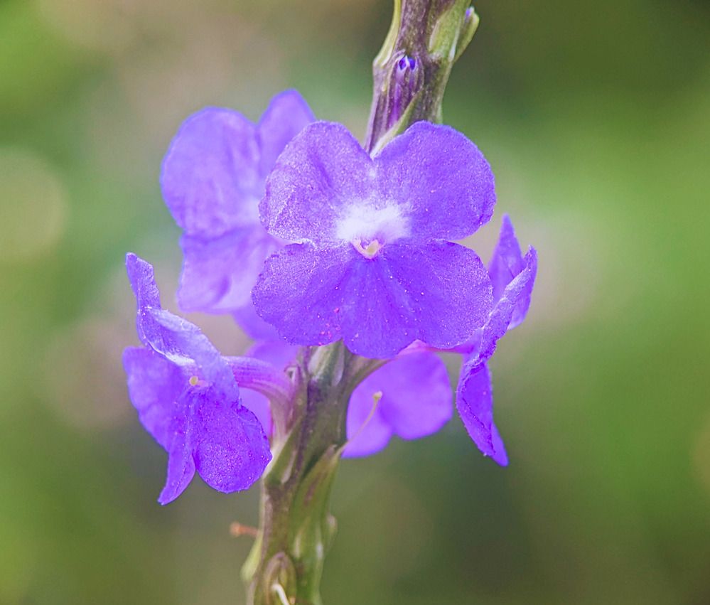 Photograph by QUYẾT TRỌNG NGUYỄN
