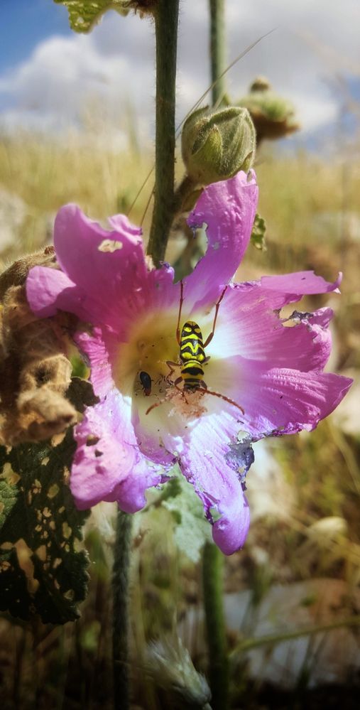 Photograph by Abdallah Khader