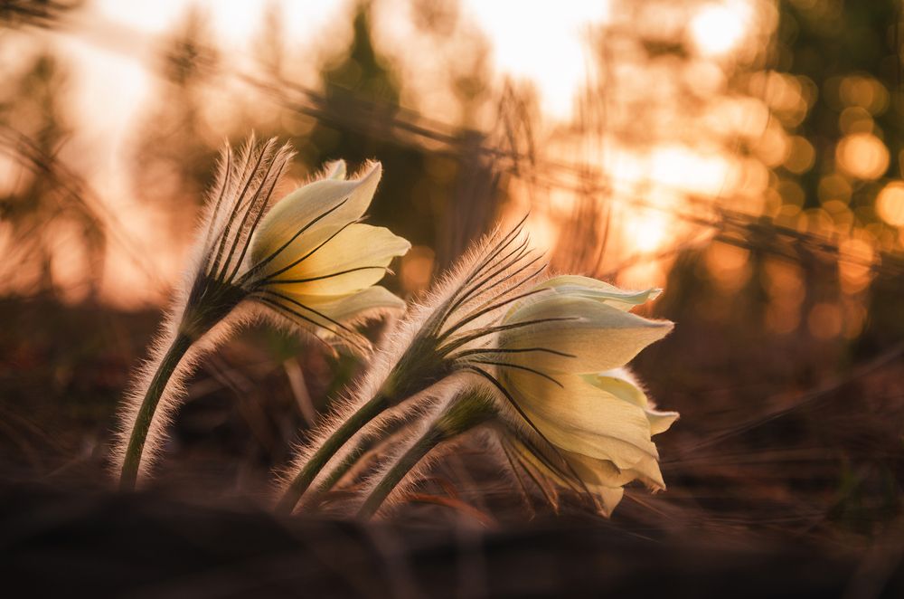 Photograph by Толстоноженко Илья
