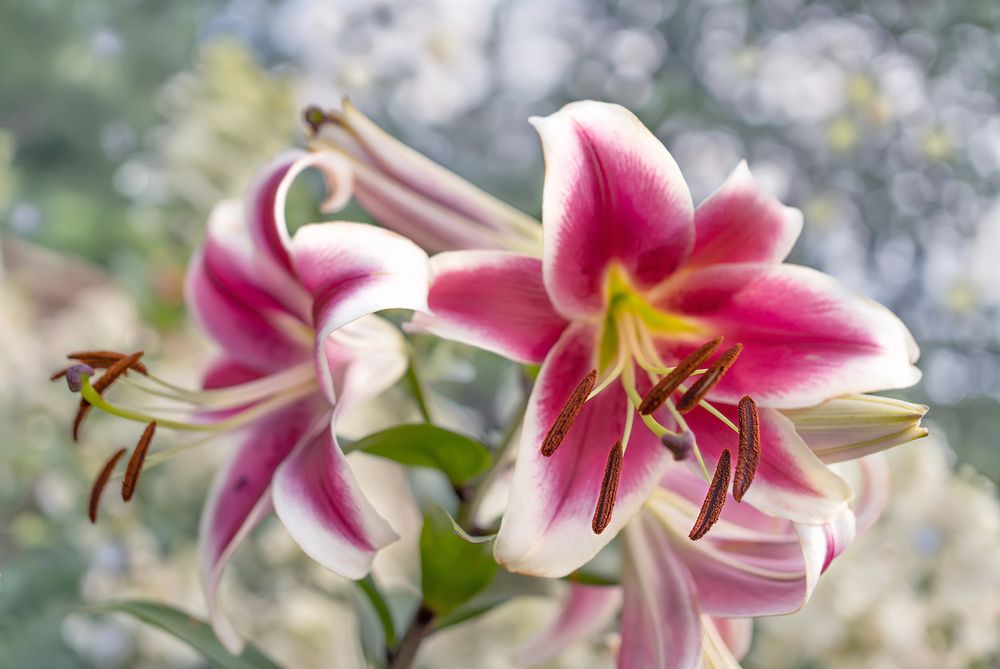 Photograph by Ольга Мусиенко