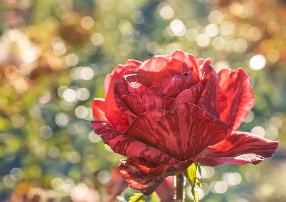 Photograph by Ольга Мусиенко