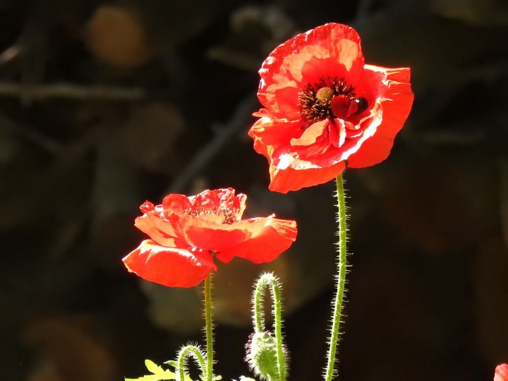 Фотография автора Shavkat Tojiyev