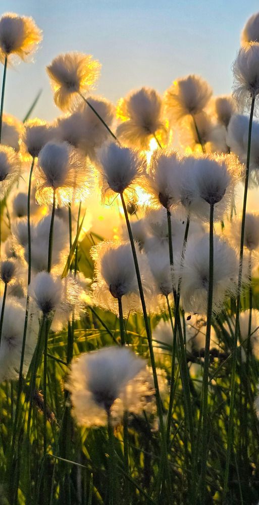 Пушистый  вечер