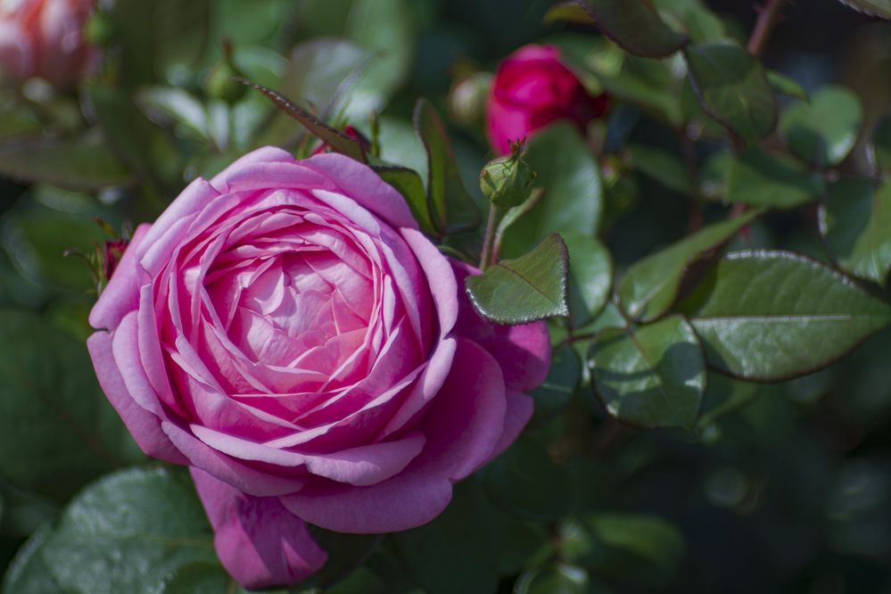 Photograph by Виктор Саврей