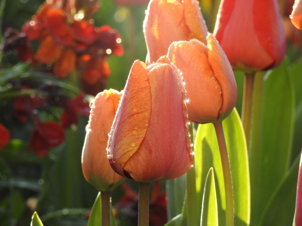 Фотография автора Shavkat Tojiyev