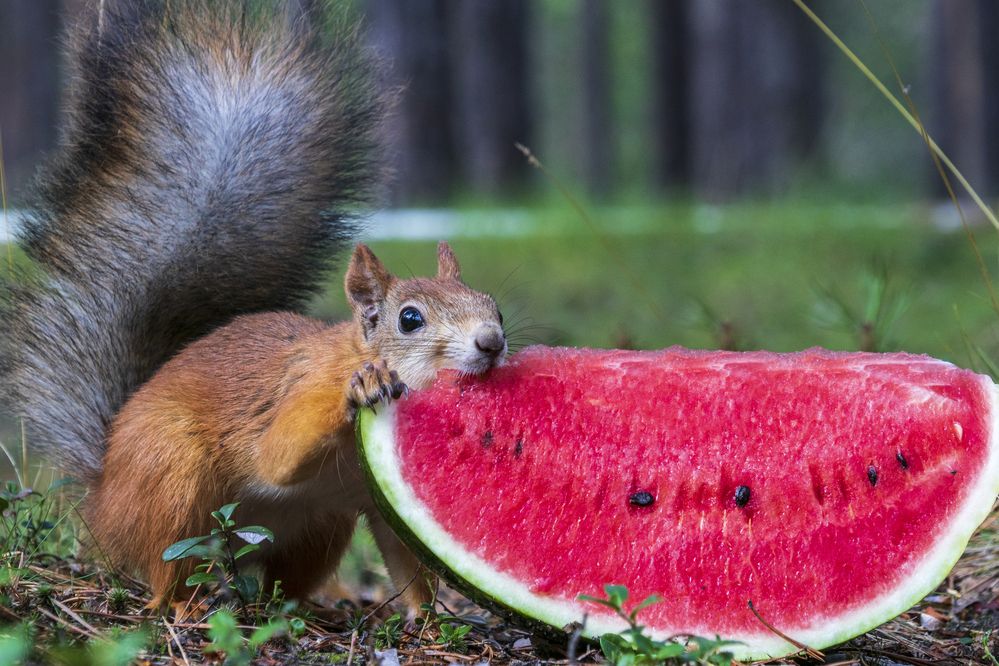 Белки тоже любят арбуз