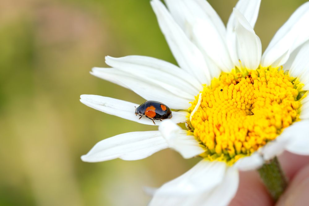 Фотография автора Alexander Pakhomov