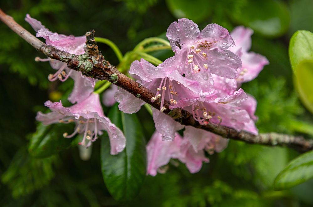 Серия цветы и дождь - рододендрон