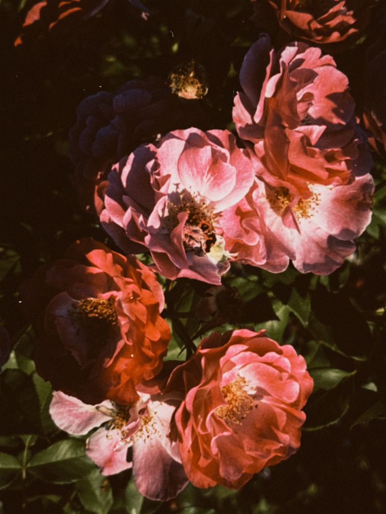 Фотография автора Анастасия