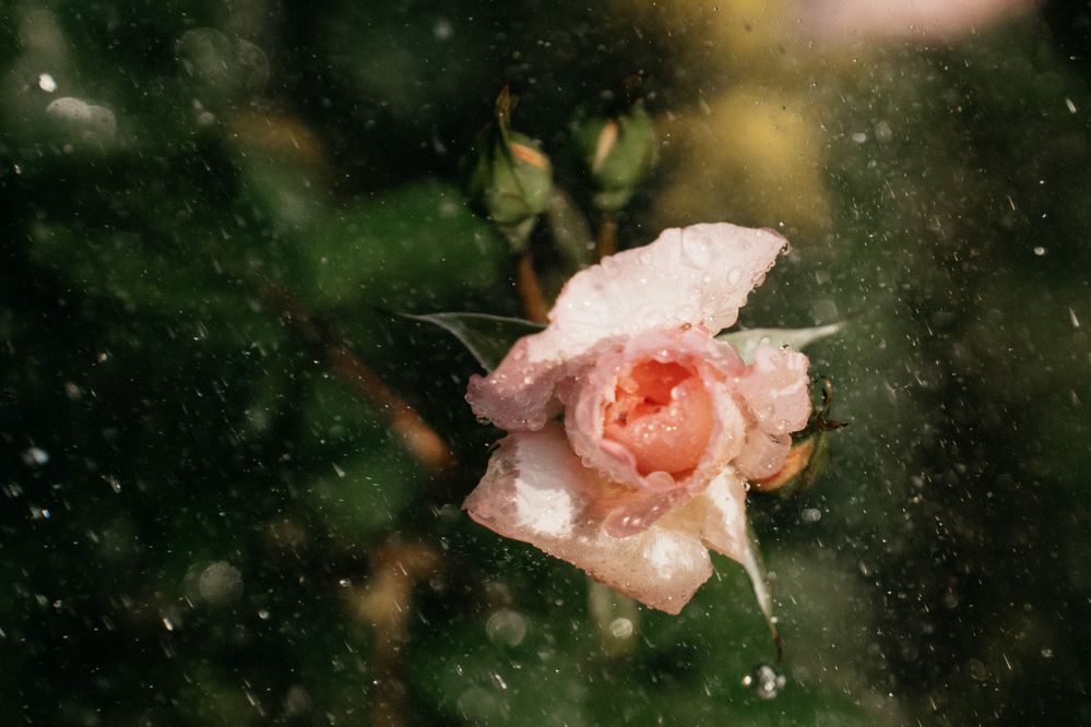 Photograph by Ирина Троицкая