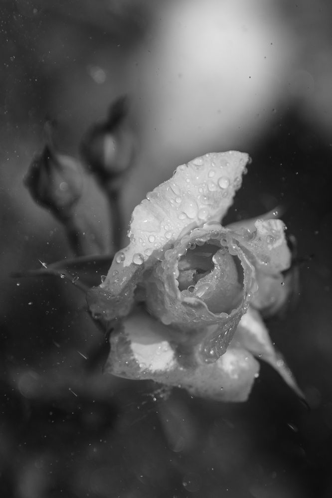 Photograph by Ирина Троицкая