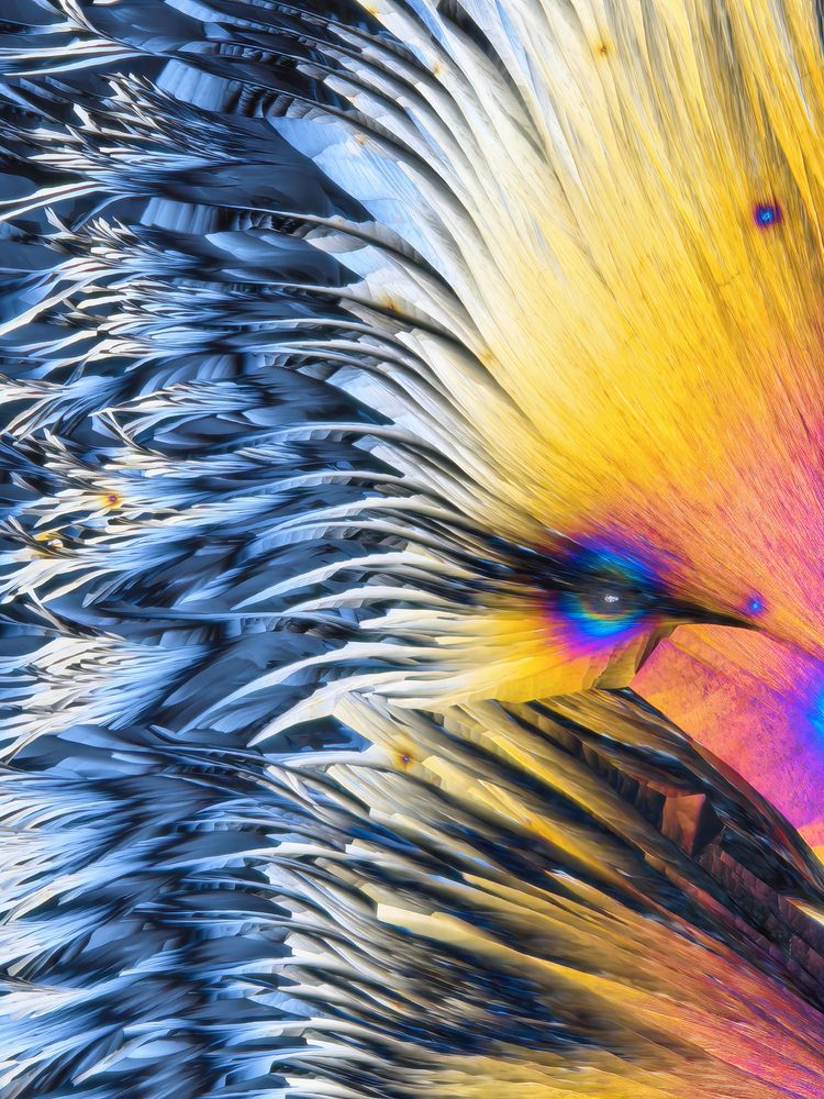 Phoenix Rebirth