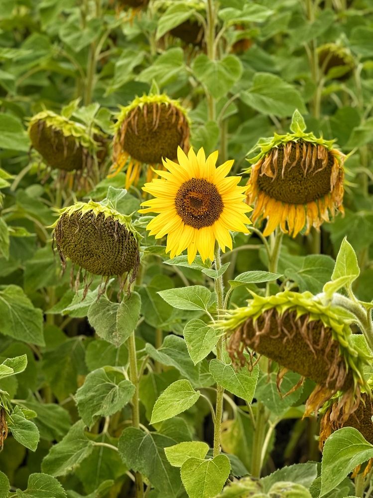 Photograph by Анна Ермак