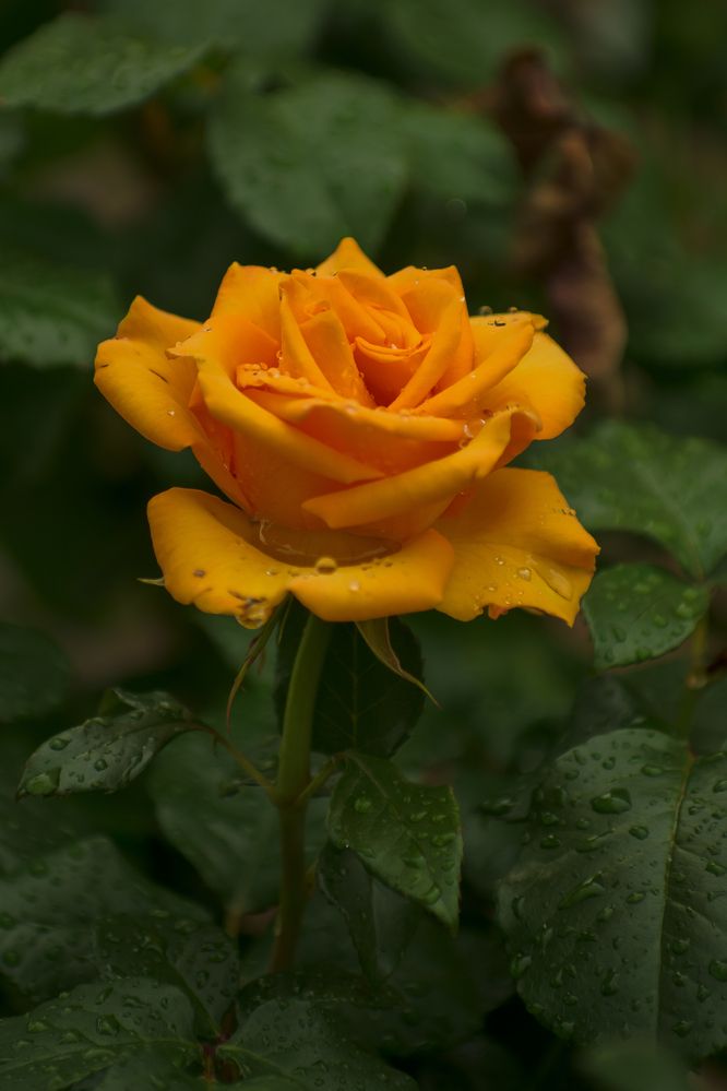 Золотая роза в каплях дождя