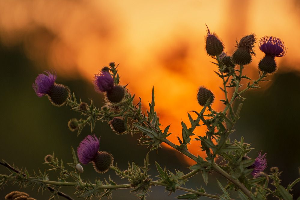 Photograph by Галина Григорьева